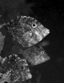 These juvenile filefish were swimming around a bouy at Blue Heron Bridge in Riviera Beach Florida.  One decided that my strobe arm was a good hiding place and he went diving with me for a while. 
